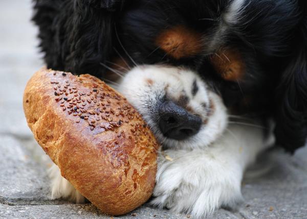 Cómo Afecta el Pan a la Salud de los Perros. Aquí le contamos