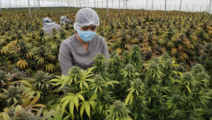 Reforma del uso de cannabis en Colombia para adultos supera su segundo debate