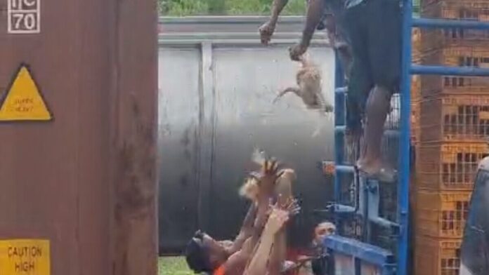 Saquean camión cargado de pollos en Cartagena