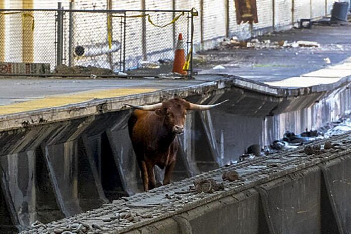 Toro salta a las vías y obstruye rutas ferroviarias en Nueva Jersey