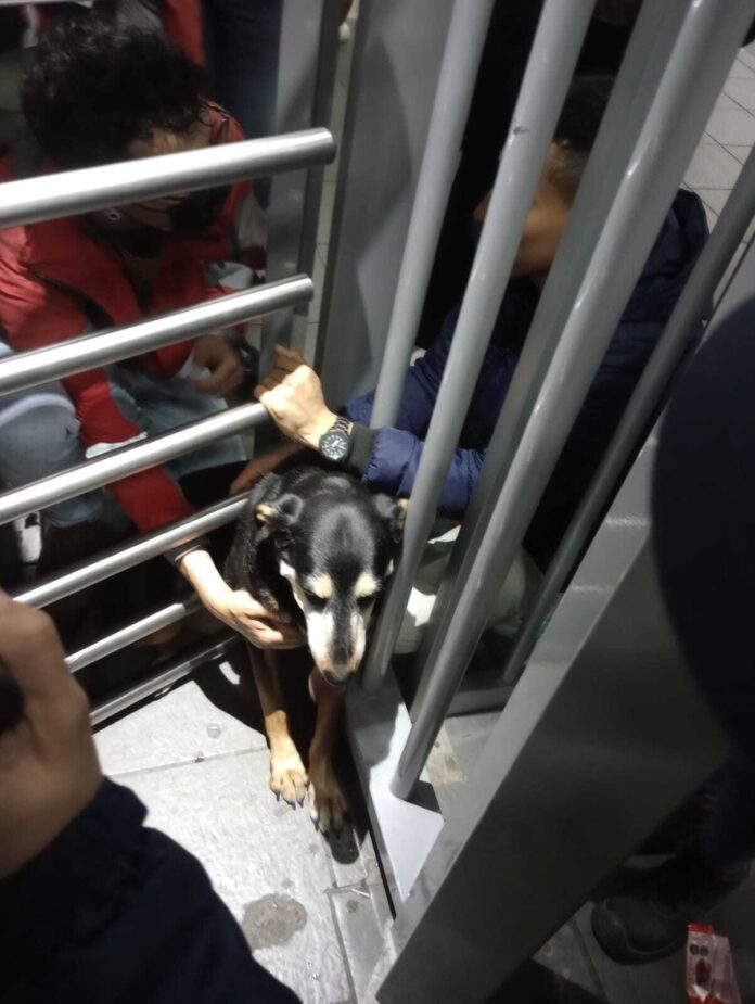 Desesperación en TransMilenio: Dueños de perrita recurren a cortar los torniquetes para salvar a su mascota