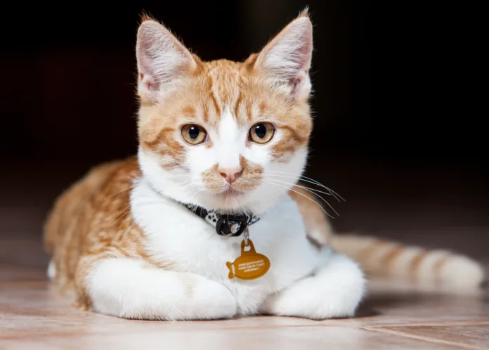 Usar collar: ¿Por qué es beneficioso para la seguridad y bienestar de tu gato?