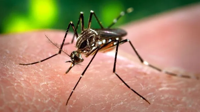 Incremento de casos de dengue tras la Semana Santa: cómo detectar los síntomas