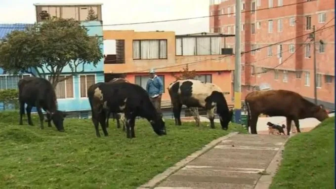 Una familia de Bogotá convive con 29 vacas para protegerlas de que se las roben